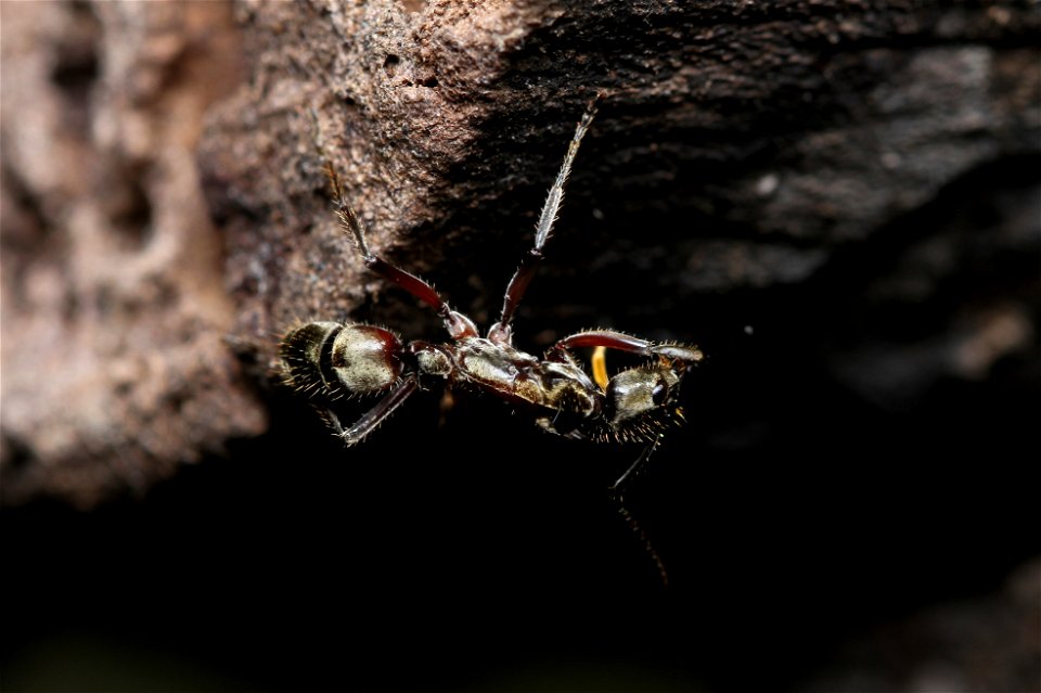 Hairy Panther Ant (Ponerinae, Neoponera villosa (Fabricius))