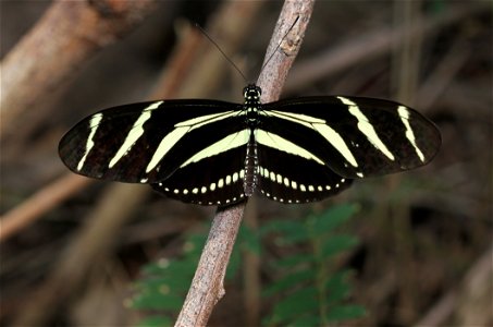 Zebra Longwing (Nymphalidae, Heliconius charithonia (Linnaeus)) photo