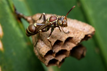 Paper Wasp (Vespidae, Mischocyttarus mexicanus (de Saussure)) photo