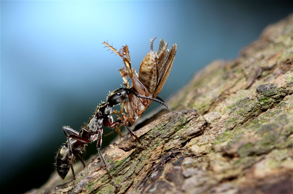 Hairy Panther Ant (Ponerinae, Neoponera villosa (Fabricius))