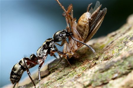 Hairy Panther Ant (Ponerinae, Neoponera villosa (Fabricius))