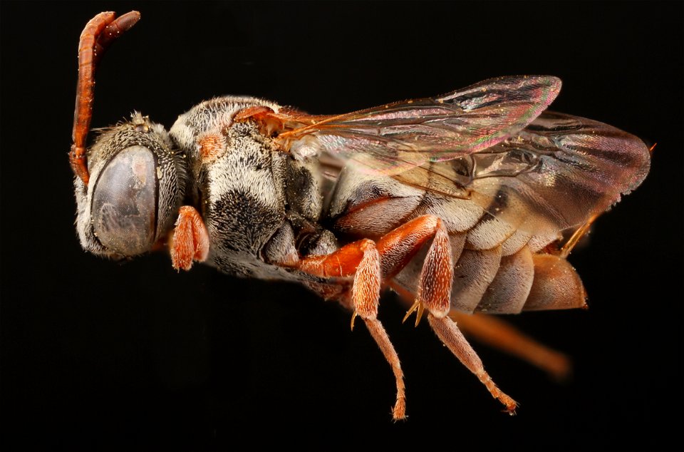 Cuckoo Bee (Epeolus australis)