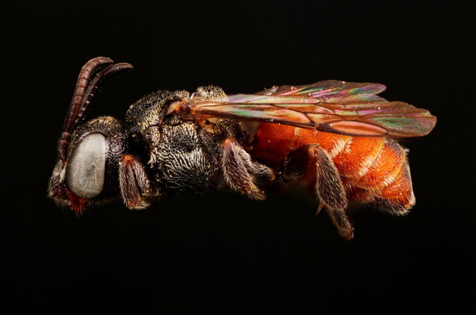 Cuckoo Bee (Holcopasites illinoiensis)