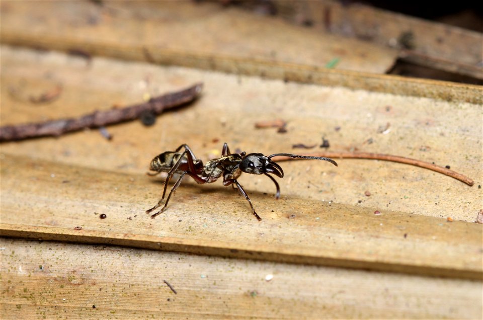 Hairy Panther Ant (Ponerinae, Neoponera villosa (Fabricius))