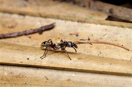 Hairy Panther Ant (Ponerinae, Neoponera villosa (Fabricius))