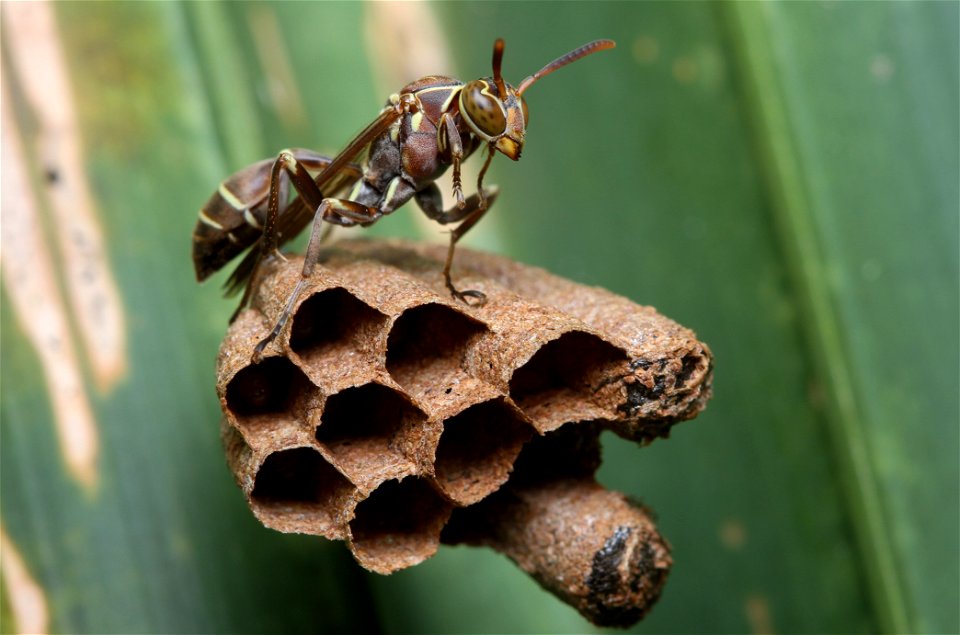 Paper Wasp (Vespidae, Mischocyttarus mexicanus (de Saussure))