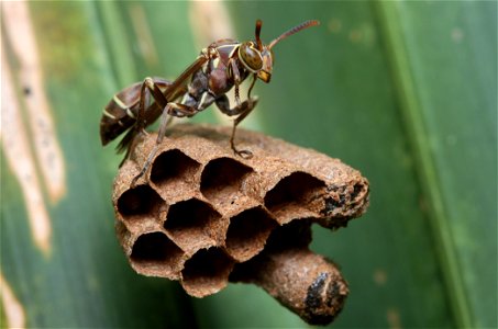 Paper Wasp (Vespidae, Mischocyttarus mexicanus (de Saussure)) photo