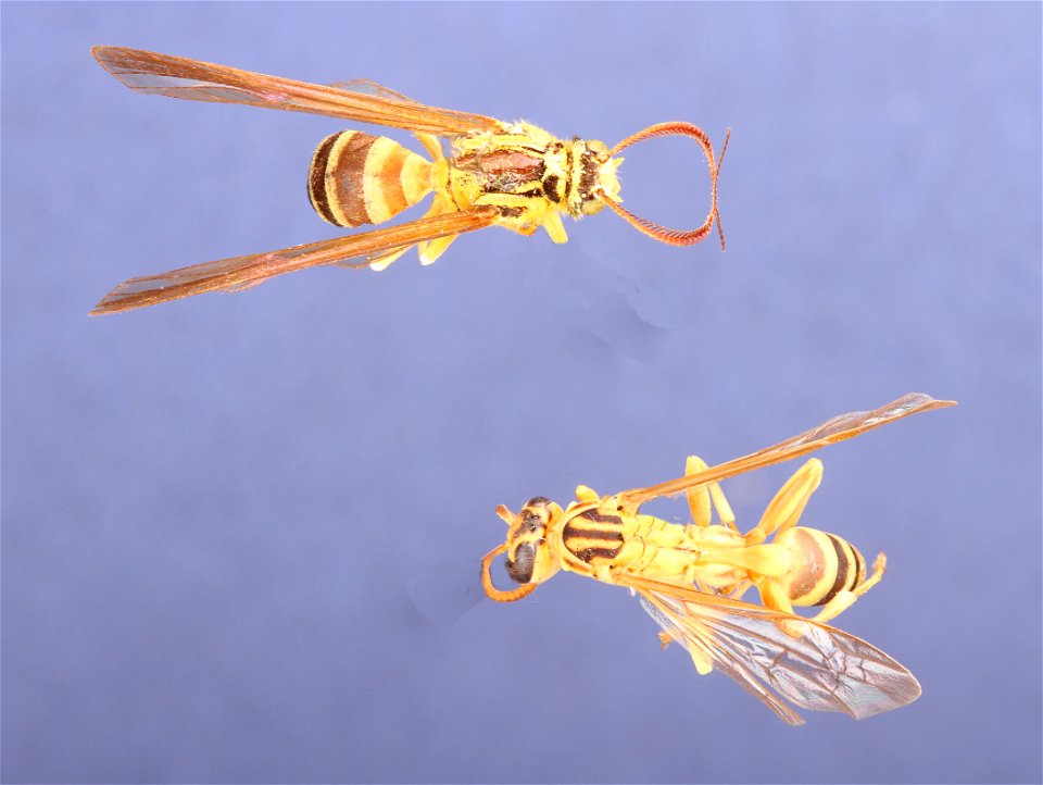 Moth mimics wasp. Trinidad