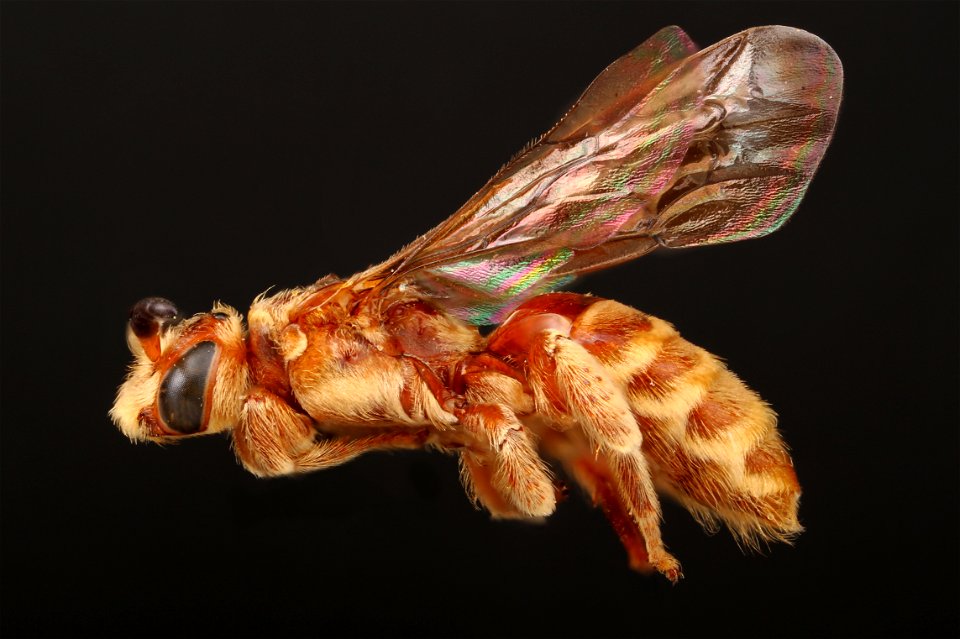 Cuckoo Bee (Paranomada)