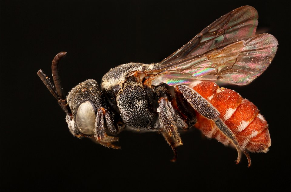 Cuckoo Bee (Holcopasites eamia)