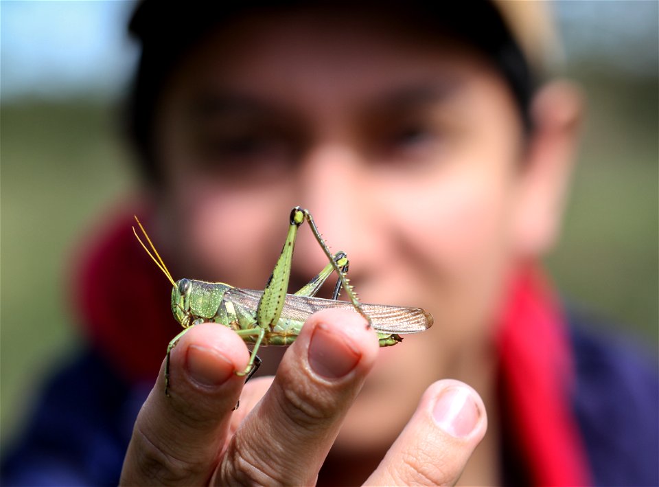 UT Entomology class field trip to Hornsby Bend Bird Observatory