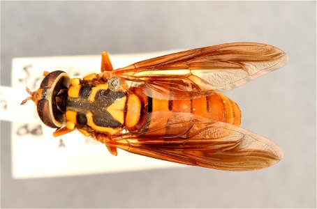Top view of Spilomyia alcimus