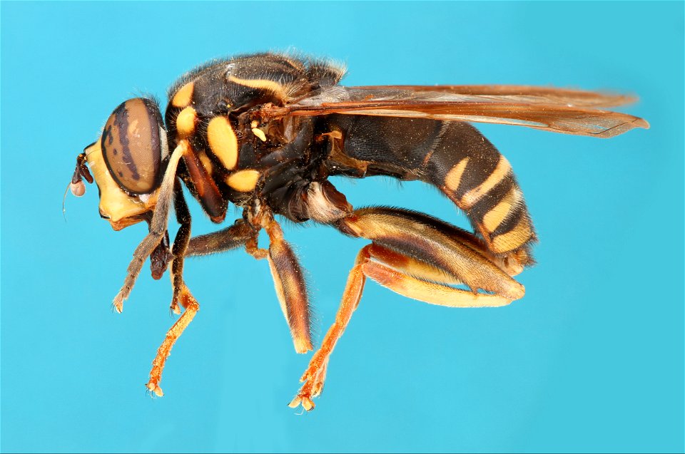 Side view of Spilomyia fusca