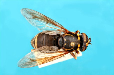 Top view of Spilomyia fusca
