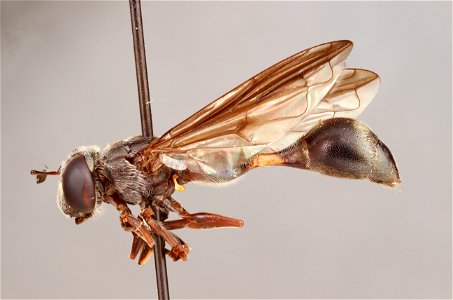 Rhopalosyrphus guentherii photo