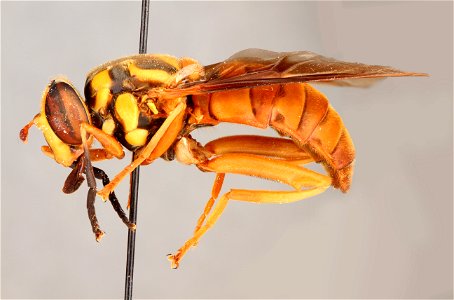 Side view of Spilomyia alcimus