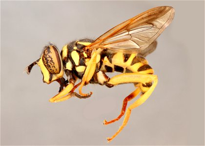 Side view of Spilomyia longicornis photo