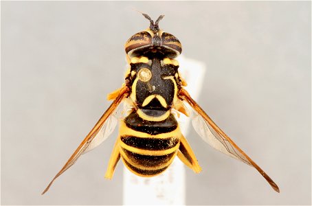 Top view of Spilomyia longicornis photo