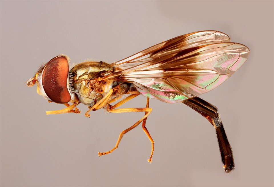 Ocptamus fascipennis