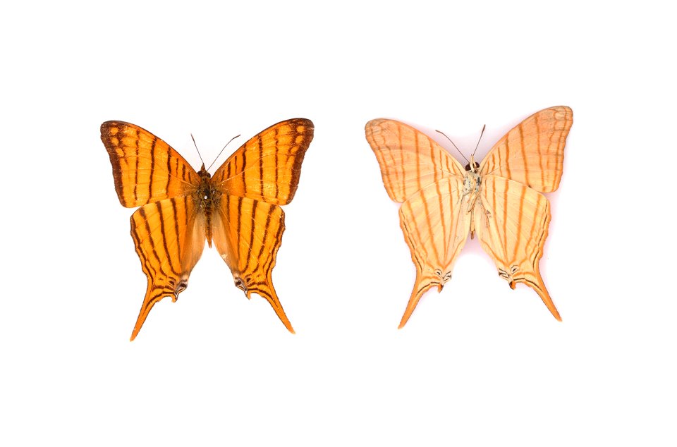 Amber Daggerwing, Marpesia berania berania