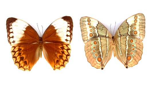 Stichophthalma louisa