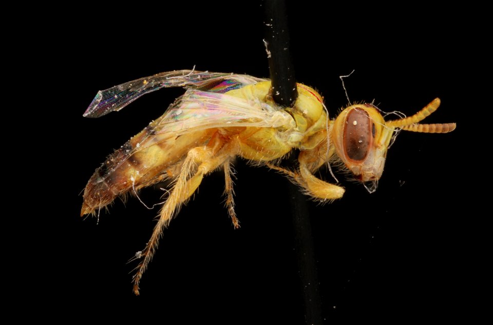 Blond perdita (Andrenidae, Perdita)