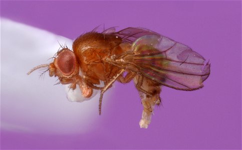 Fruit Fly (Drosophilidae, Drosophila) photo