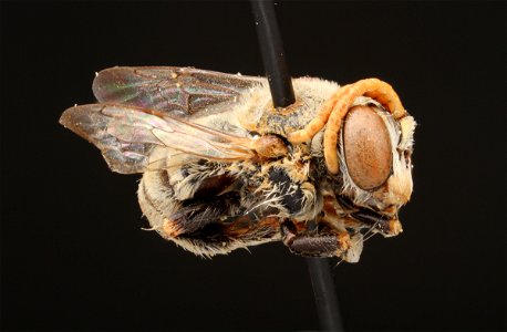 Communally nesting bee (Apidae, Exomalopis)