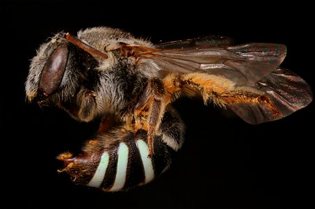Nomad bee (Halictidae, Nomia)