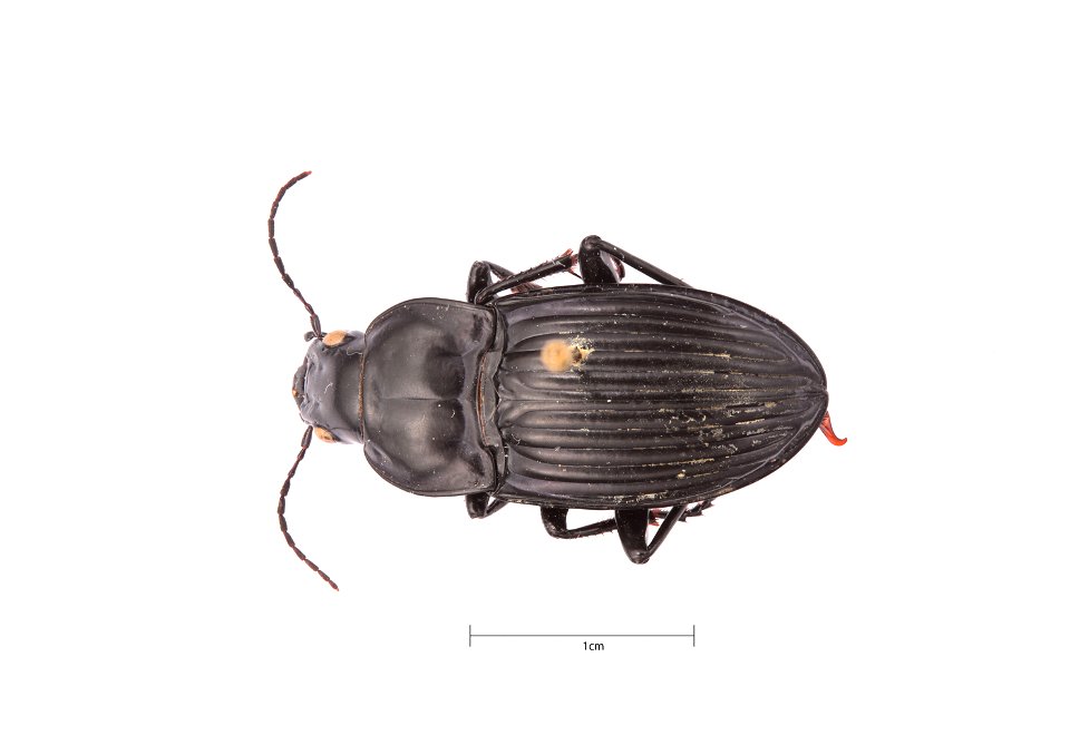 South Texas Embossed Carabid; Dicaelus (Dicaelus) costatus