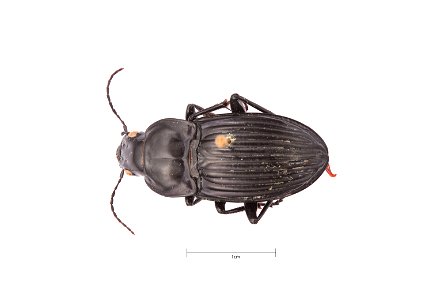 South Texas Embossed Carabid; Dicaelus (Dicaelus) costatus