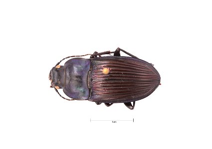 Dicaelus (Dicaelus) purpuratus