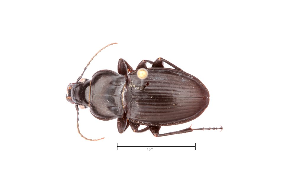 Cyclotrachelus gravidus