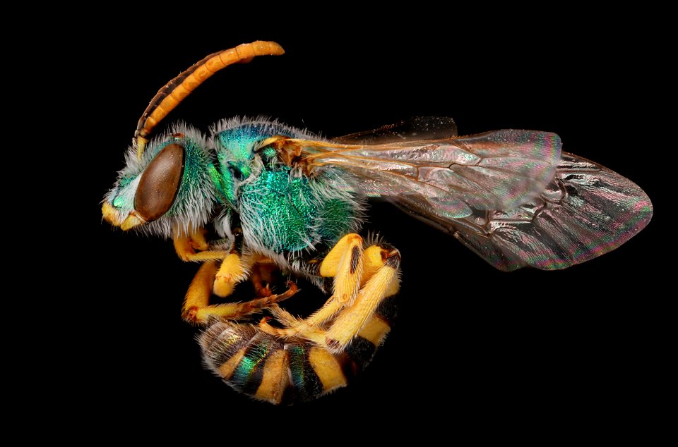 Metallic Sweat Bee (Halictidae, Agapostemon angelicus)