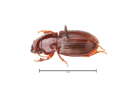 Cratacanthus dubius