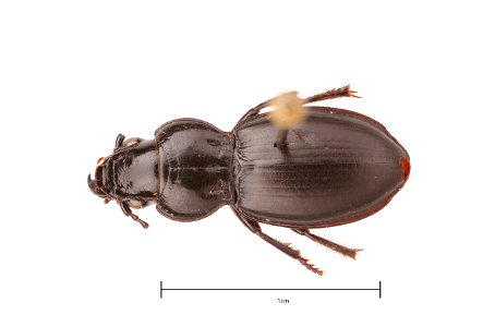 Cyclotrachelus substriatus