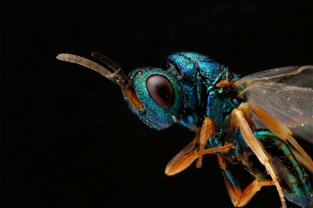 Chalcid wasp (Chalcidoidea)