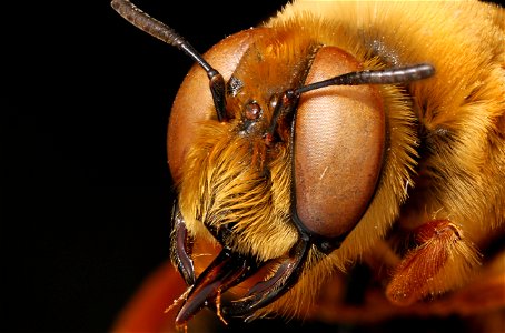 Mining bee male (Andrenidae, Protoxaea gloriosa) photo