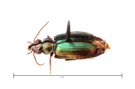 Coptodera aerata