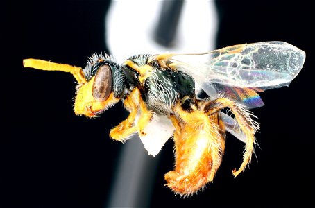 Mining bee male (Andrenidae, Perdita larreae) photo