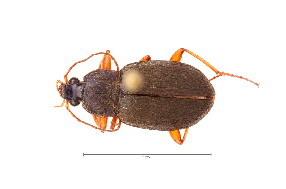 Chlaenius (Chlaeniellus) vafer