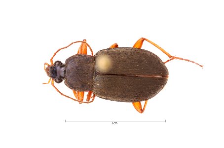 Chlaenius (Chlaeniellus) vafer