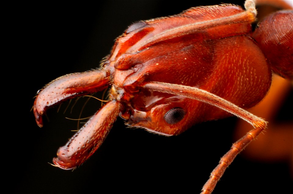 Desert trap-jaw ant (Formicidae, Odontomachus clarus)
