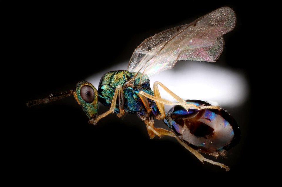 Eucharitid wasp from Pheidole dentata nest (Eucharitidae)