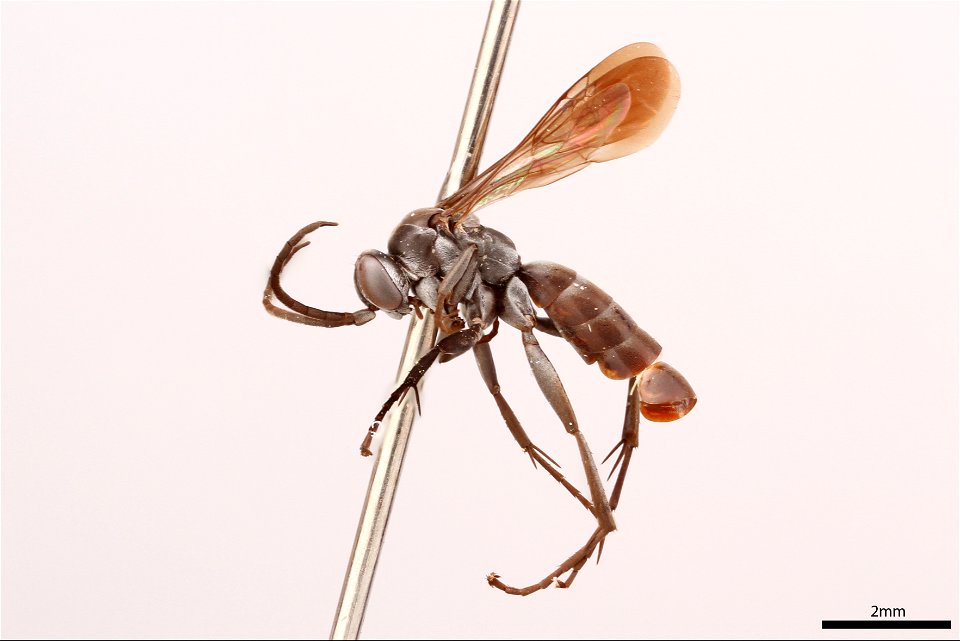 Spider wasp male (Pompilidae, Arachnospila parvula)