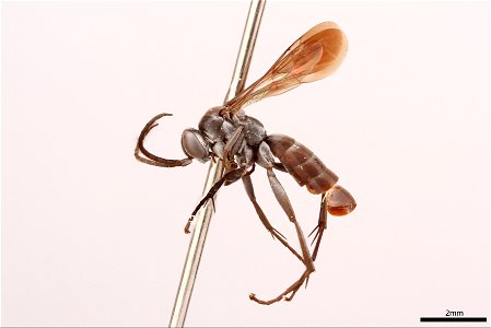 Spider wasp male (Pompilidae, Arachnospila parvula)