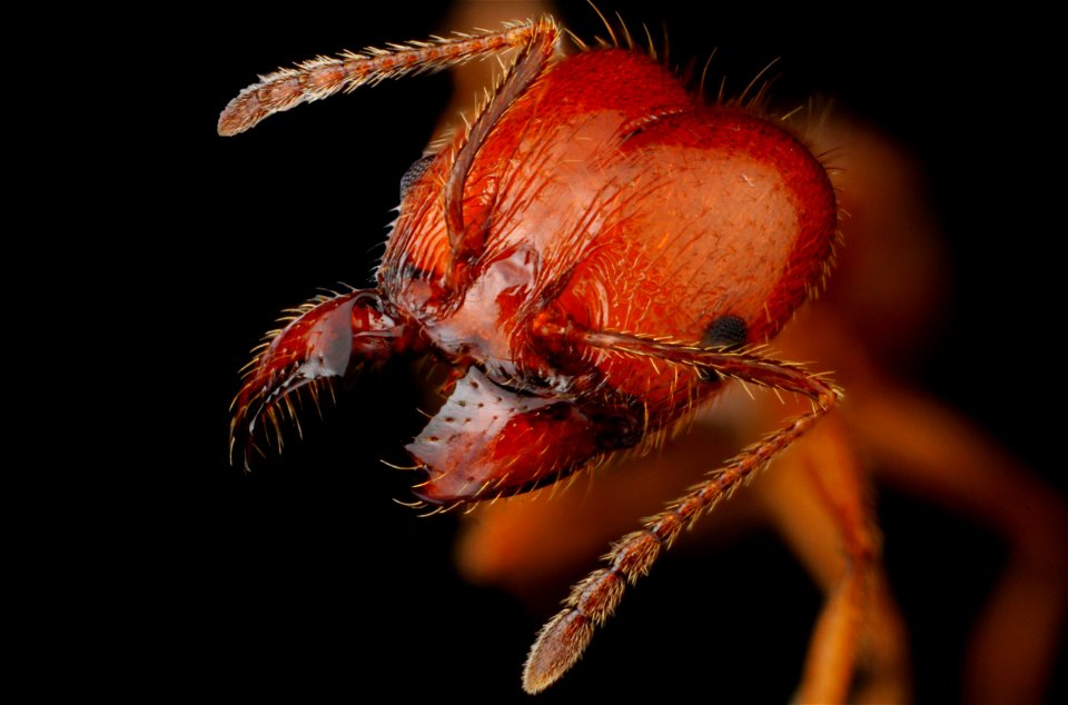 Major worker (Formicidae, Pheidole dentata)