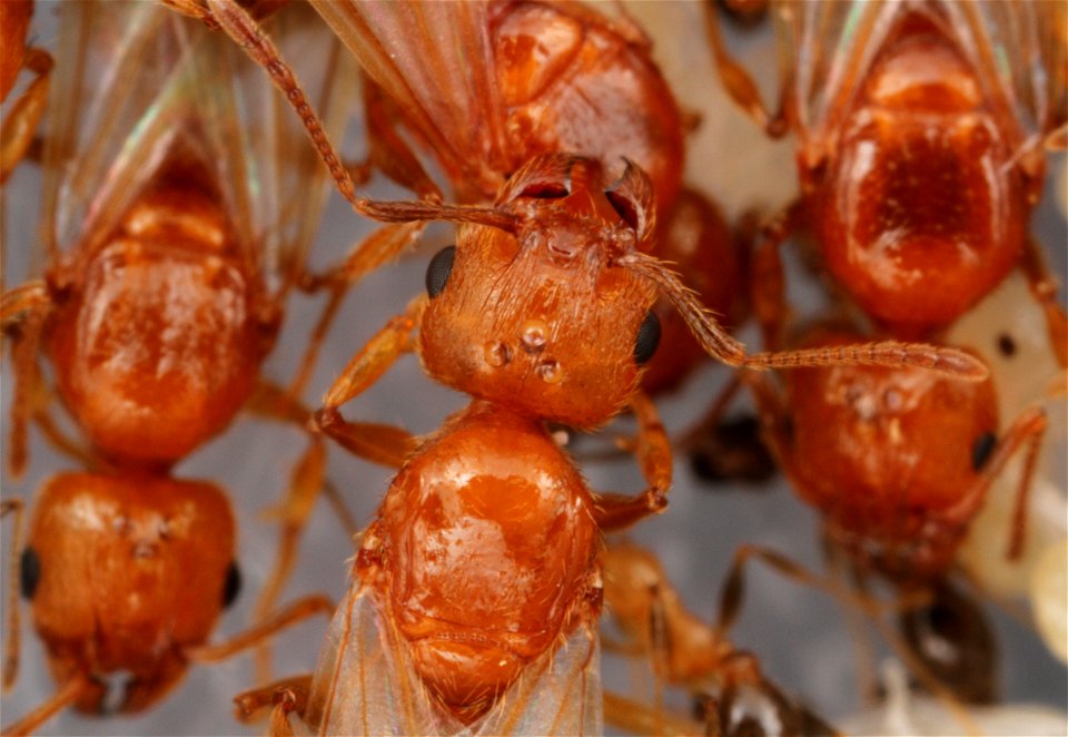 Alate ant queens (Pheidole dentata)