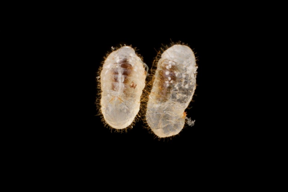 Anchor hairs on ant larvae (Pheidole dentata)