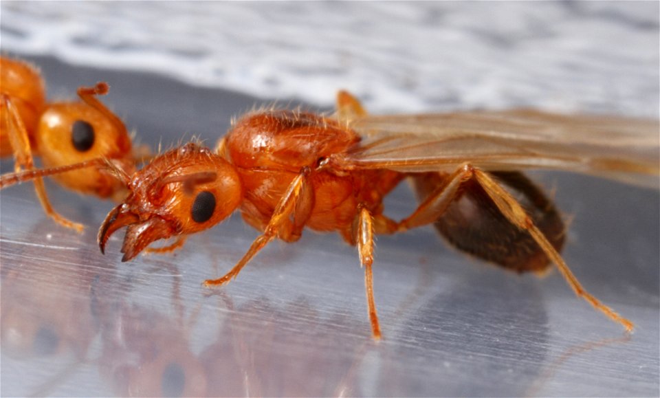 Alate ant queens (Pheidole dentata)